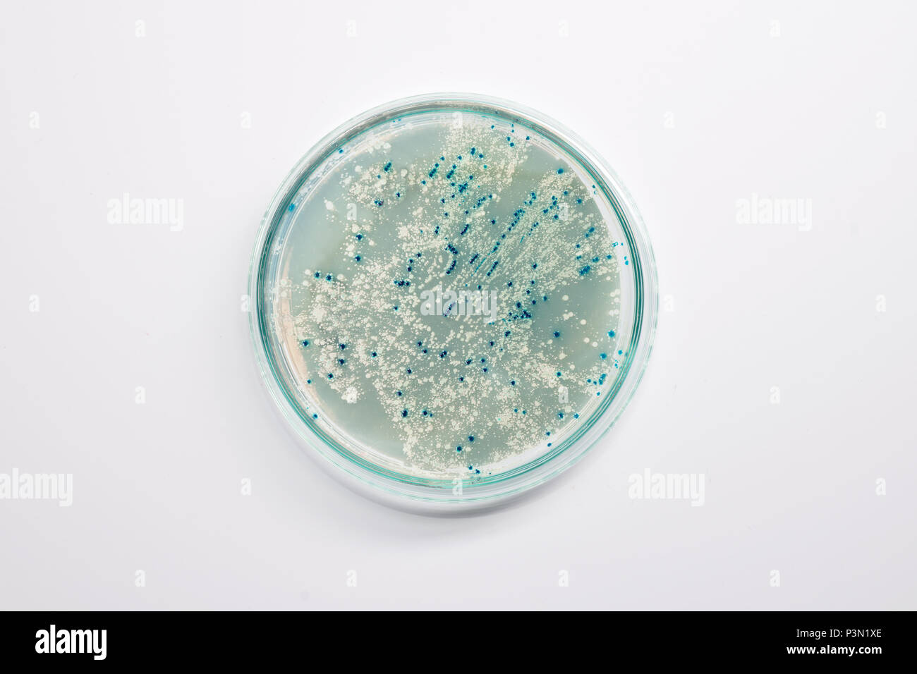 Agar plate with bacterial colonies for plasmid vector cloning on light background, text space Stock Photo
