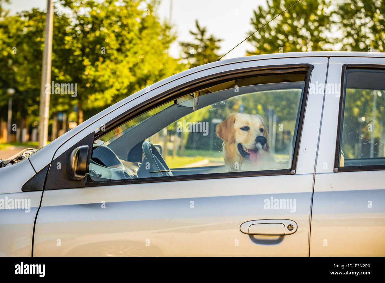 labrador retriever dog on seat of driver in car Stock Photo Alamy