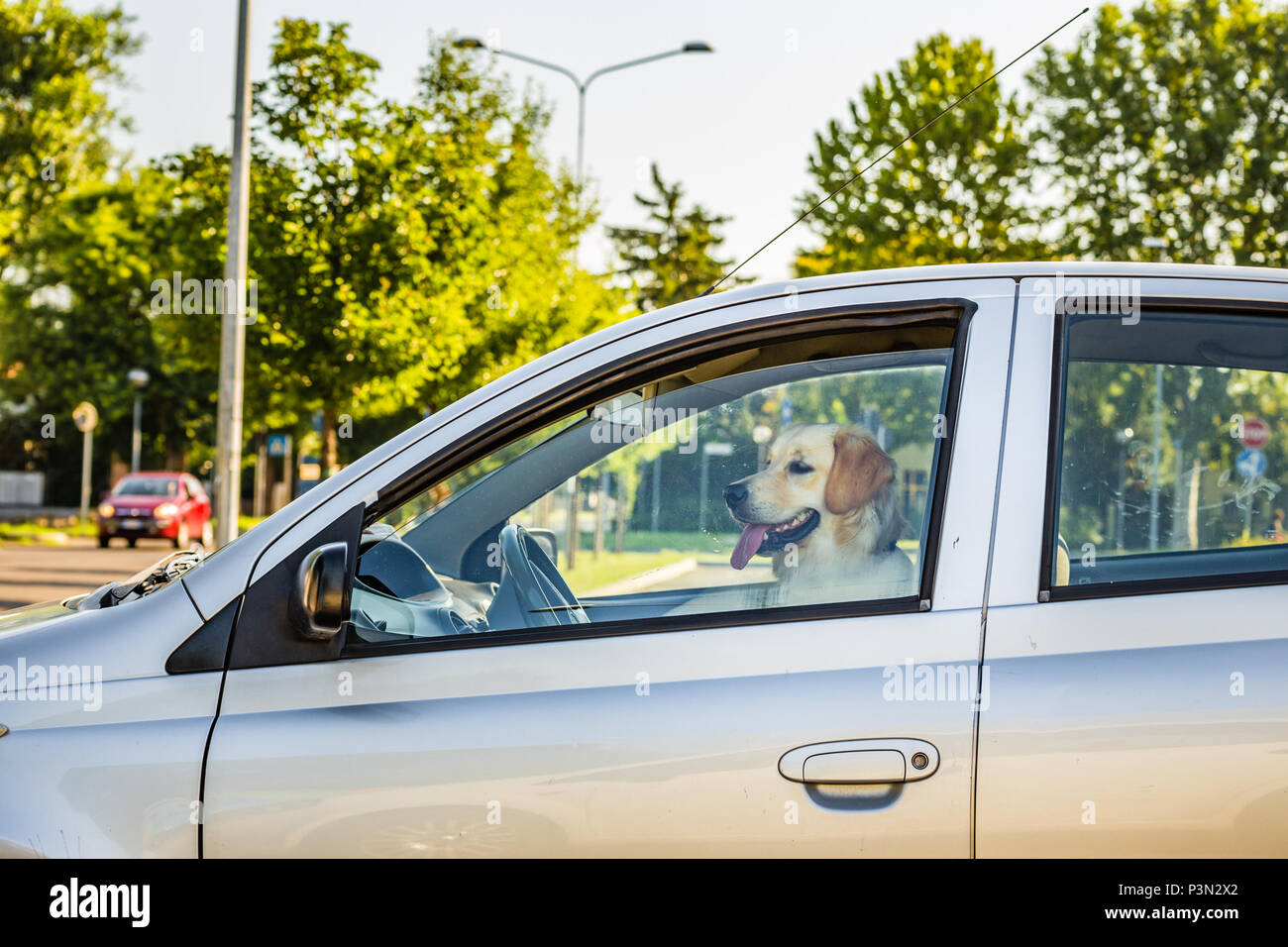 labrador retriever dog on seat of driver in car Stock Photo Alamy