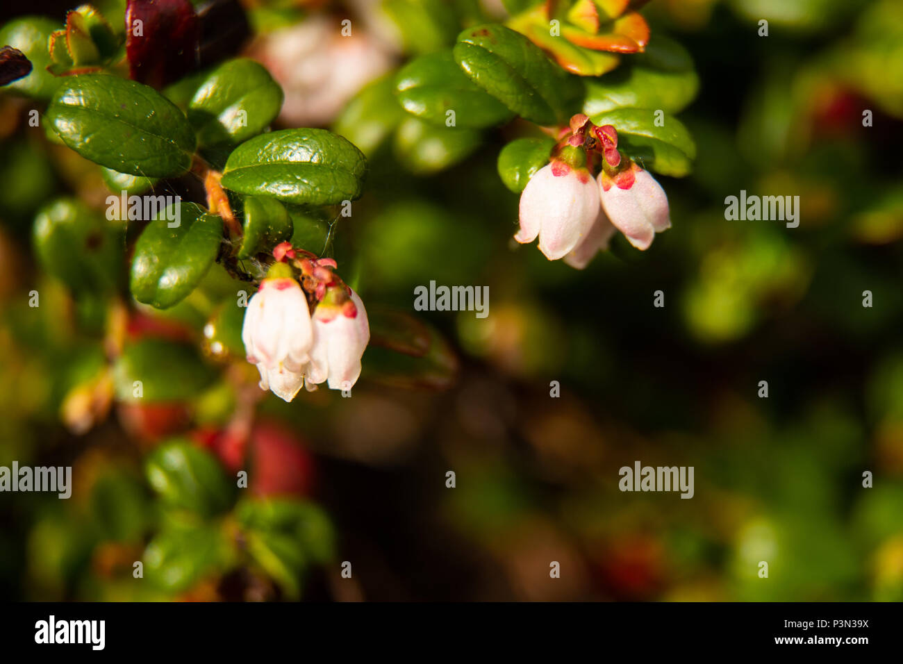 Macro shot of cranberry flowers in bloom. Stock Photo