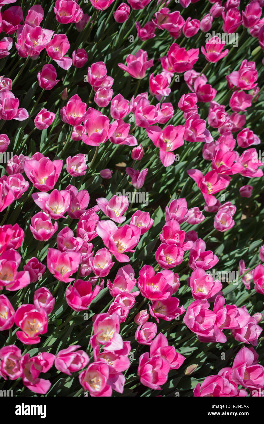 Blooming colorful tulip flowers in garden as floral background Stock ...