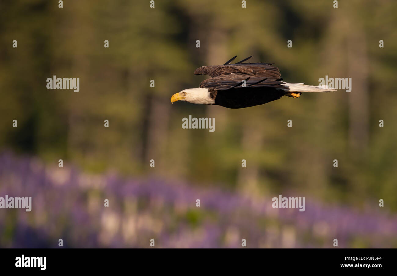 Bald Eagle Hunting Stock Photo - Alamy