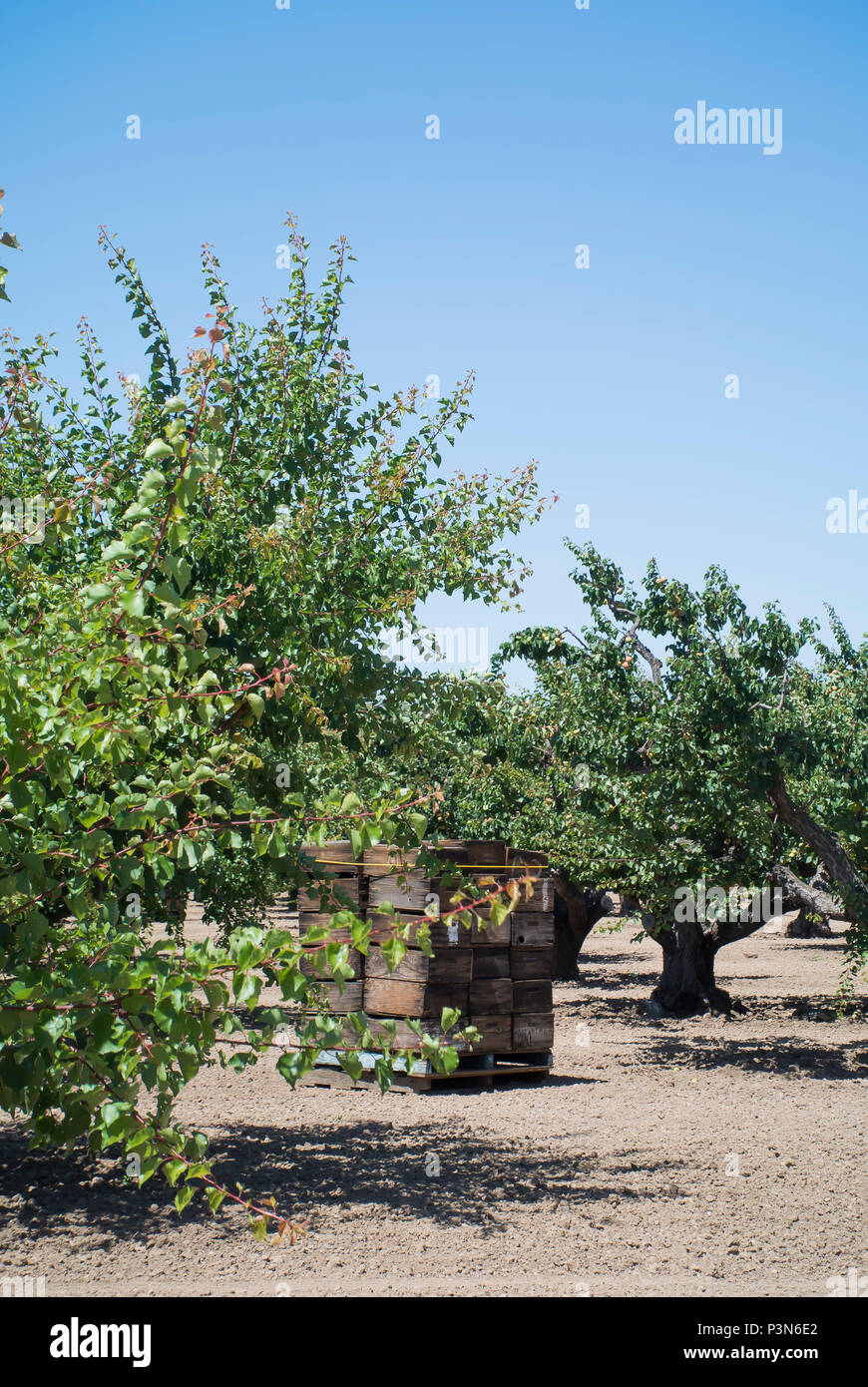 California apricot orchard hires stock photography and images Alamy