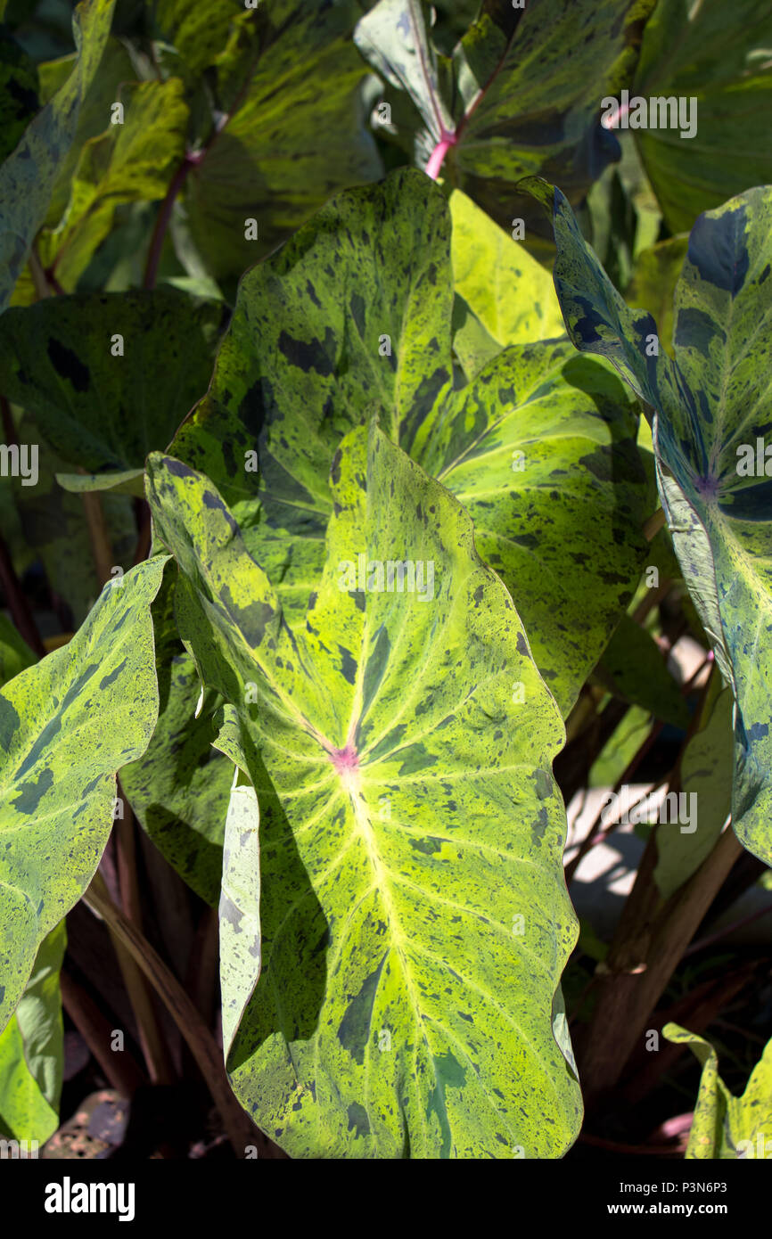 Thick long leaves hires stock photography and images Alamy