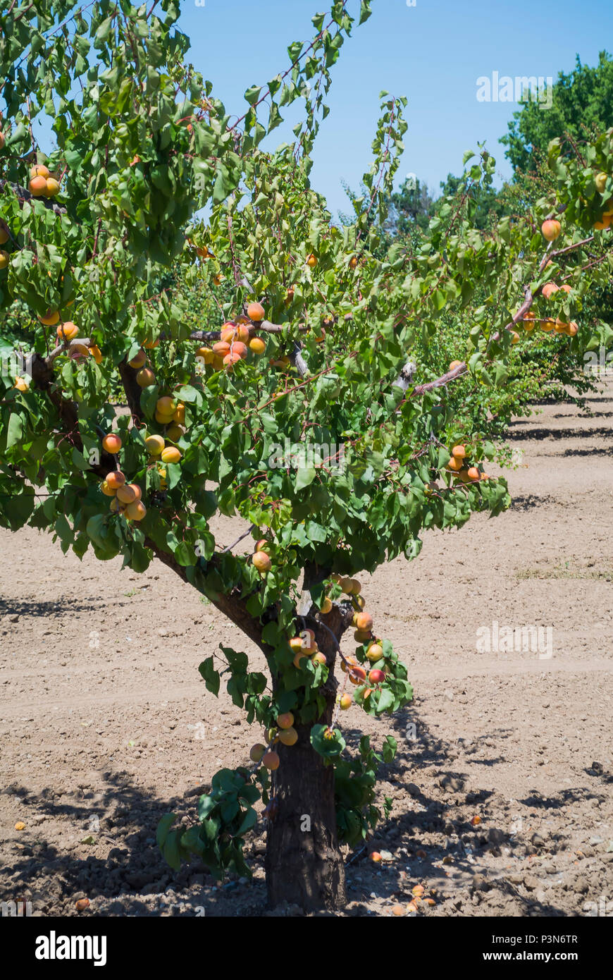 Blenheim apricots hires stock photography and images Alamy