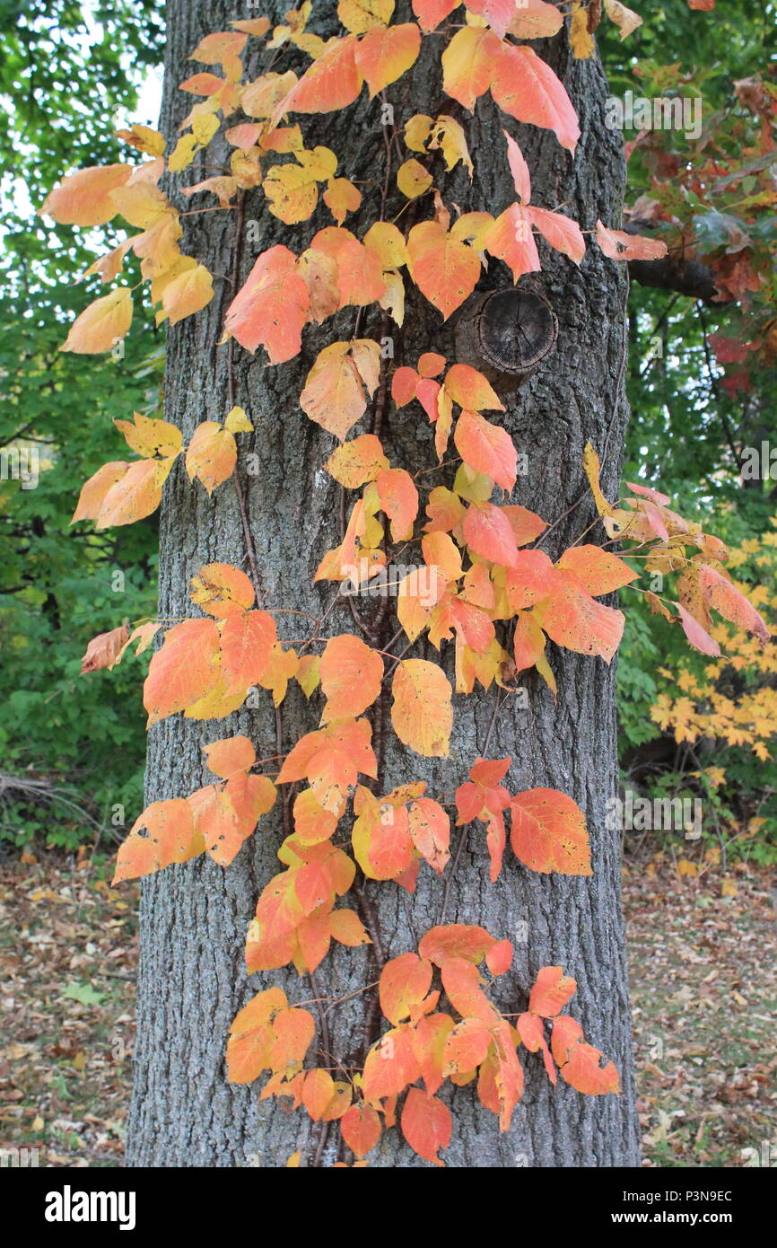 Fall foliage of the Poison Ivy (toxicodendron radicans) vine climbing up the trunk of a mature Oak tree in the backyard of a Pennsylvania home. Stock Photo