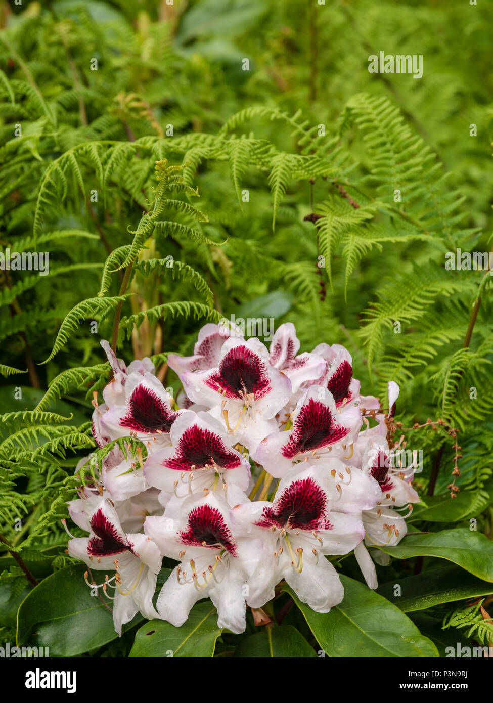 A colourful rhododendron flower in among some ferns Stock Photo