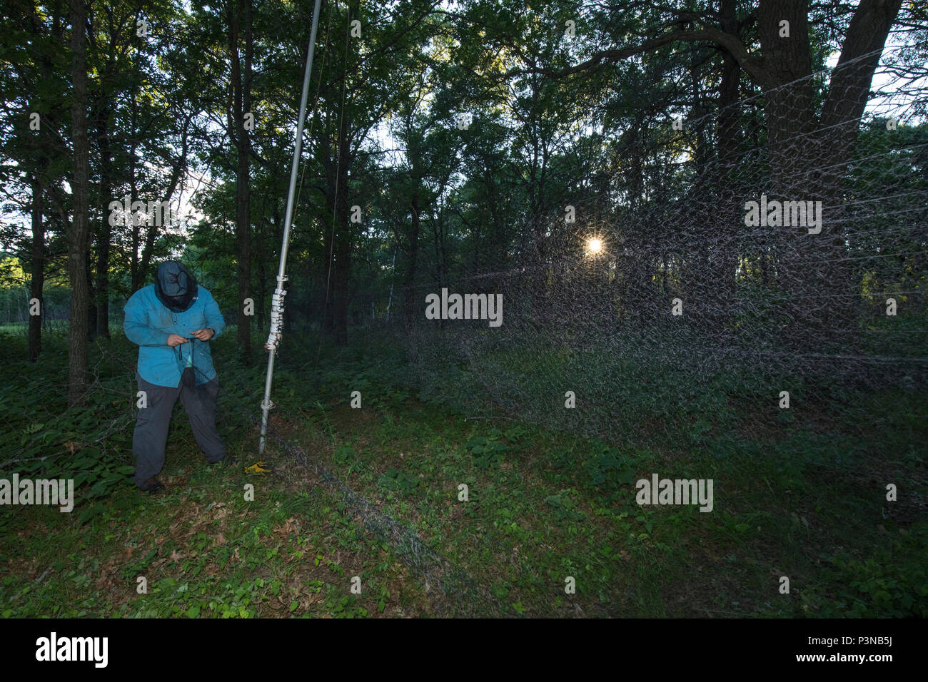 Biologist setting up mist net to capture bats during white nose