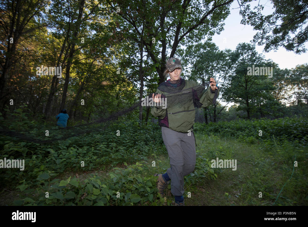 Biologist, Swingen, setting up mist net to capture bats during