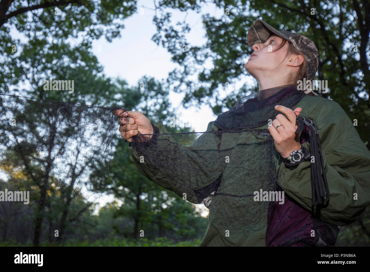 Biologist, Swingen, setting up mist net to capture bats during