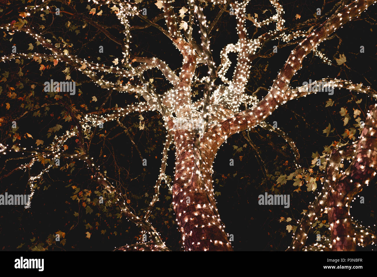 A tree decorated with warm white Christmas lights on the branches