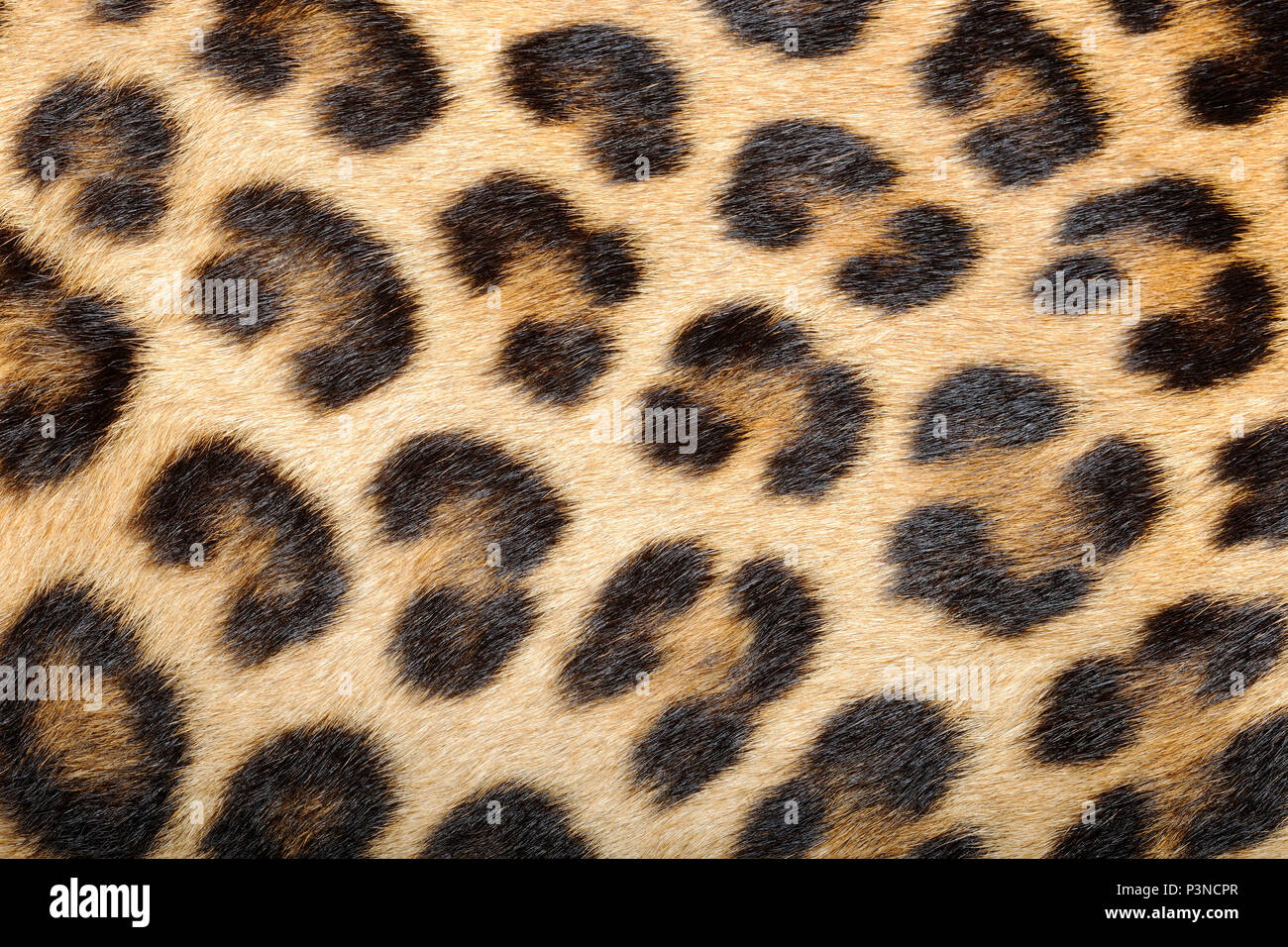 Leopard (Panthera pardus) fur, native to African and Asia Stock Photo ...