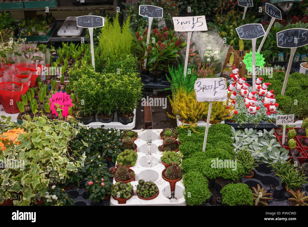 Potted plants sold in a market stall. Hobby concept. Landscape format