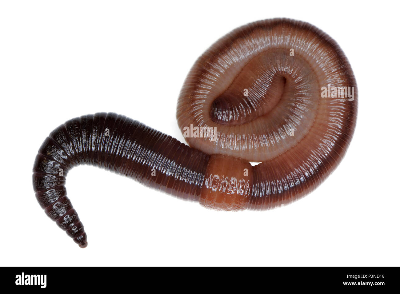 Common Earthworm (Lumbricus terrestris) in defensive posture, Germany Stock Photo