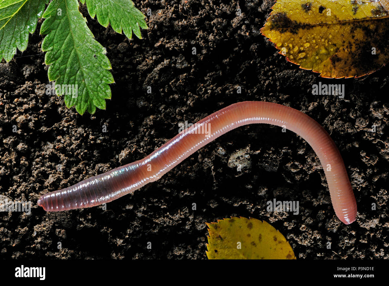 Common Earthworm (Lumbricus terrestris), Germany Stock Photo - Alamy