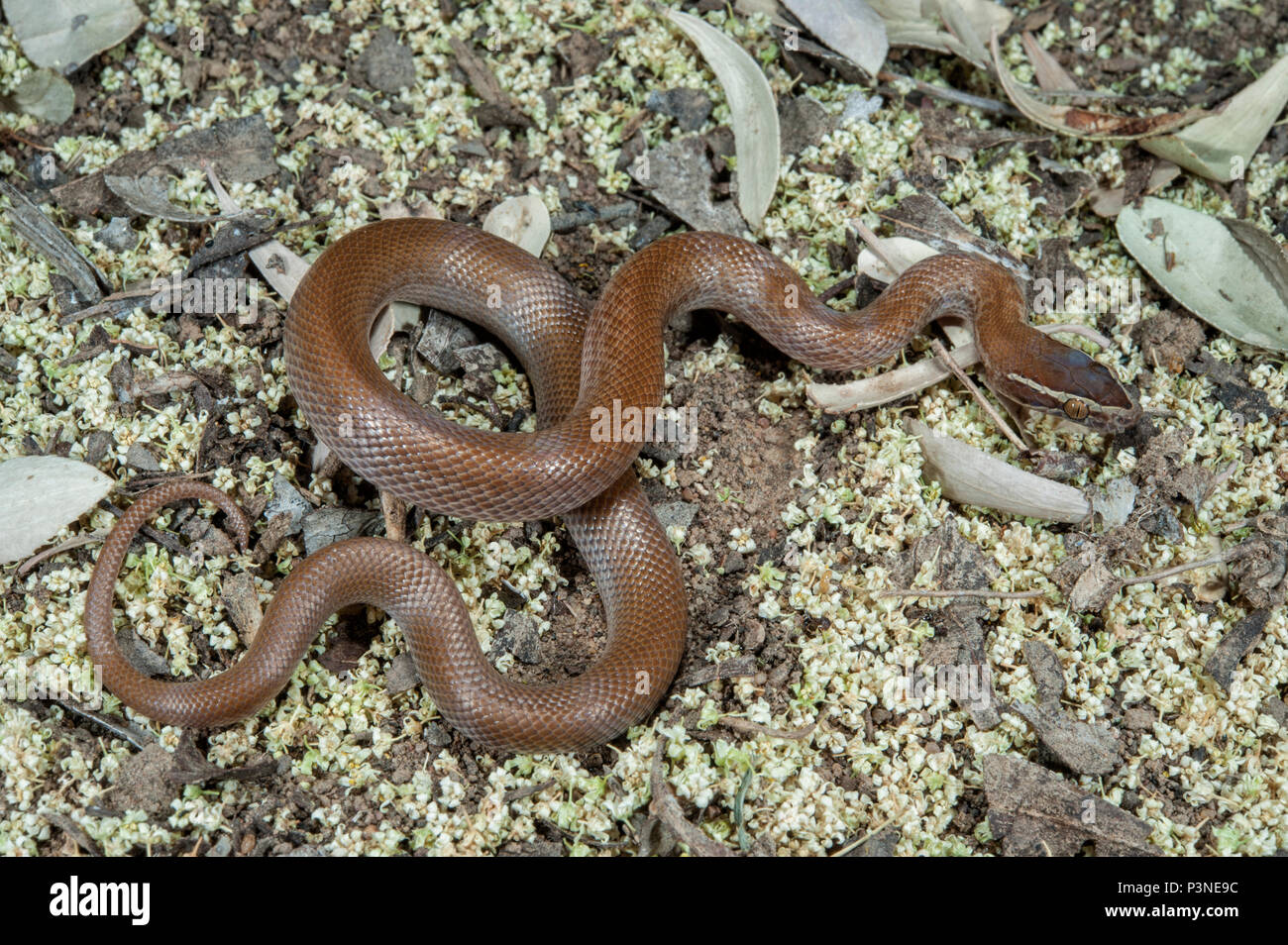Brown House Snake (Lamprophis fuliginosus), Marakele National Park