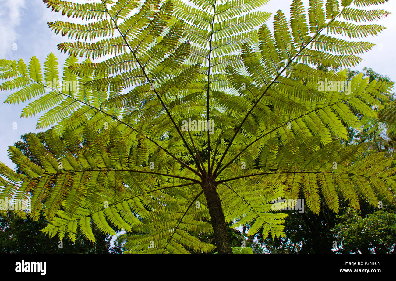 Cyathea cooperi, also known as the Australian tree fern, or Cooper’s tree fern, is a native Tree fern , shown from below with sky behind Stock Photo