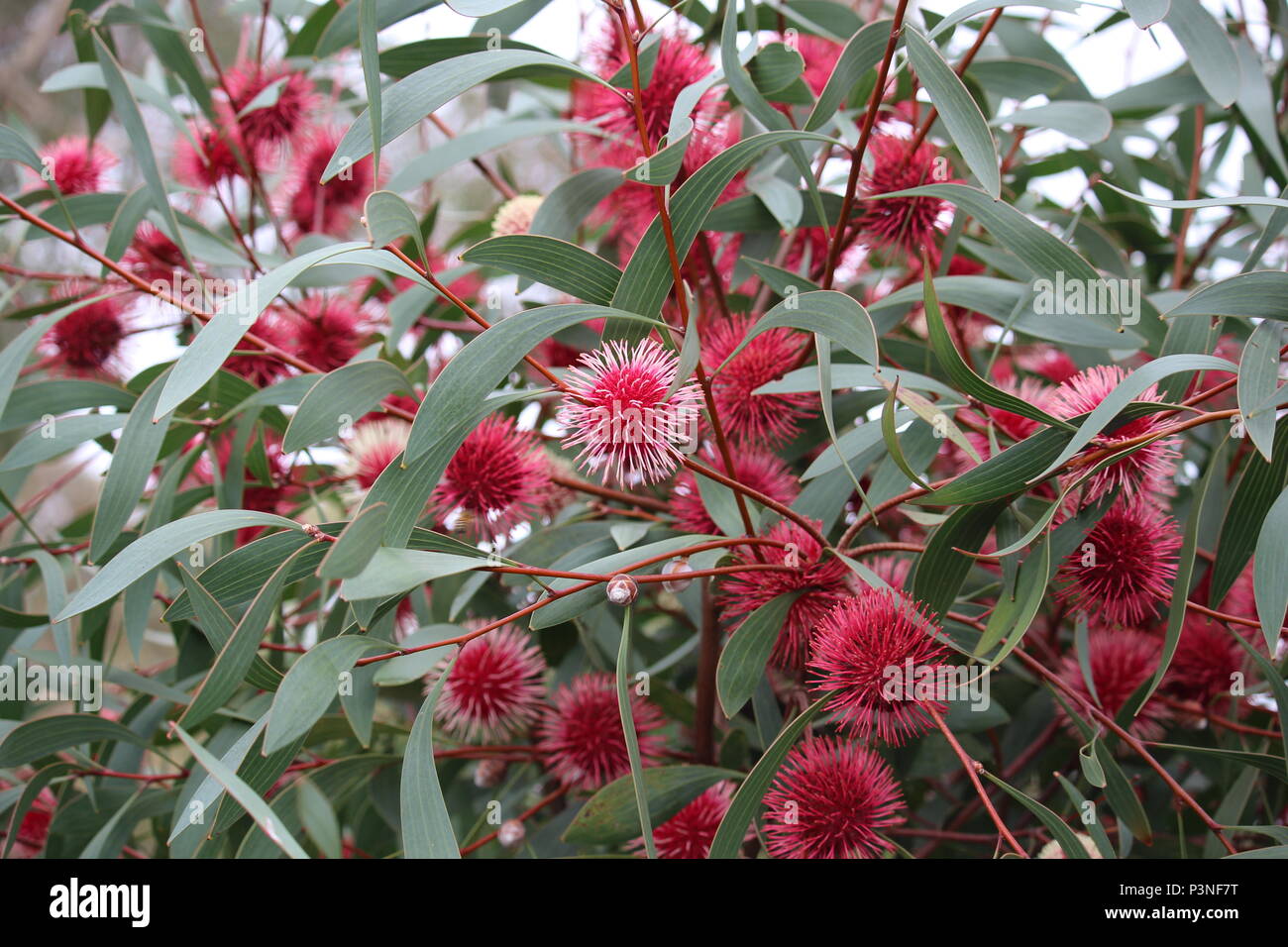 Hakea Laurina - Pincushion Hakea Stock Photo