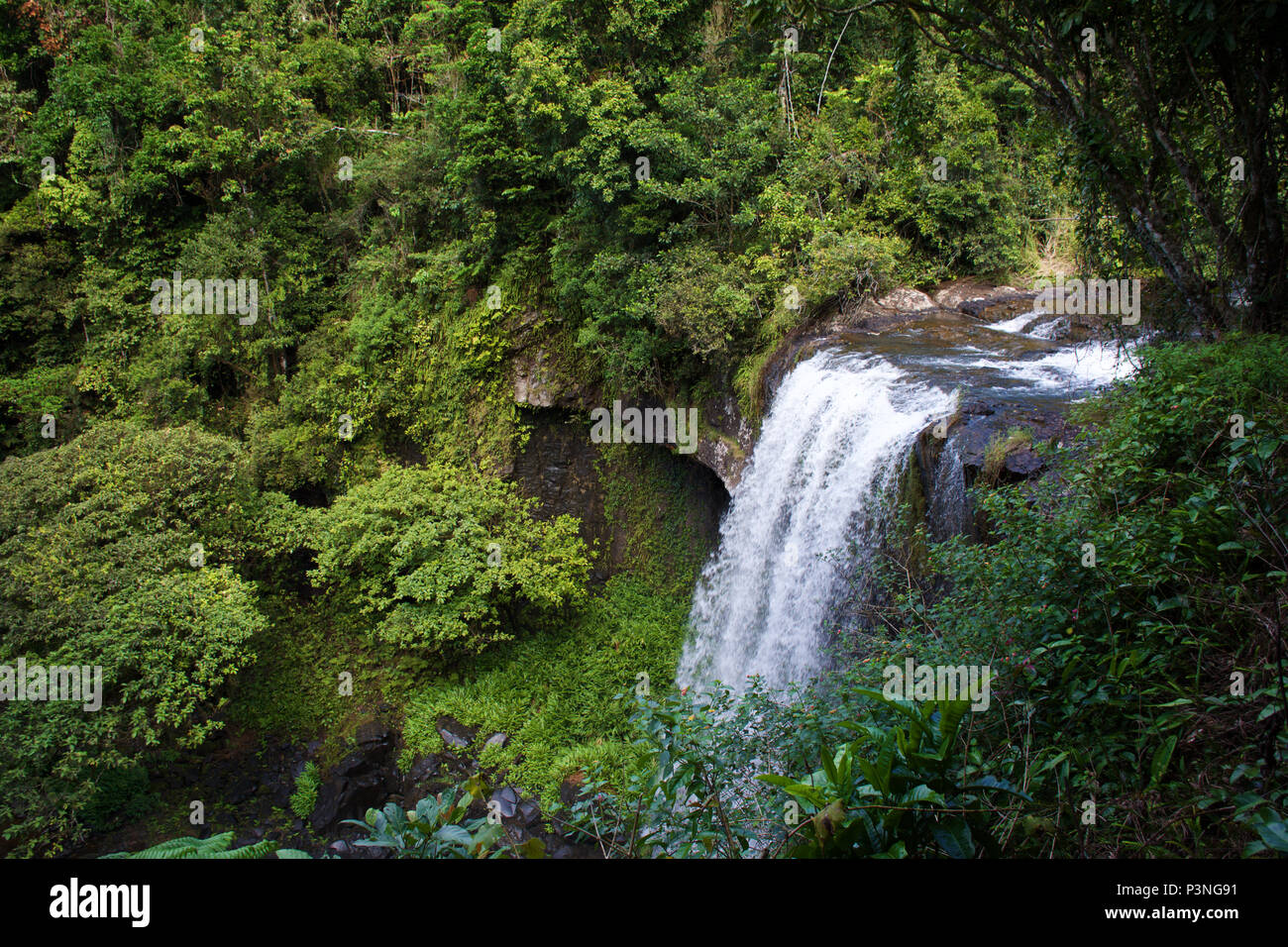 Waterfall running through dense rainforest jungle at Zillie falls in Tropical North Queensland Australia Stock Photo