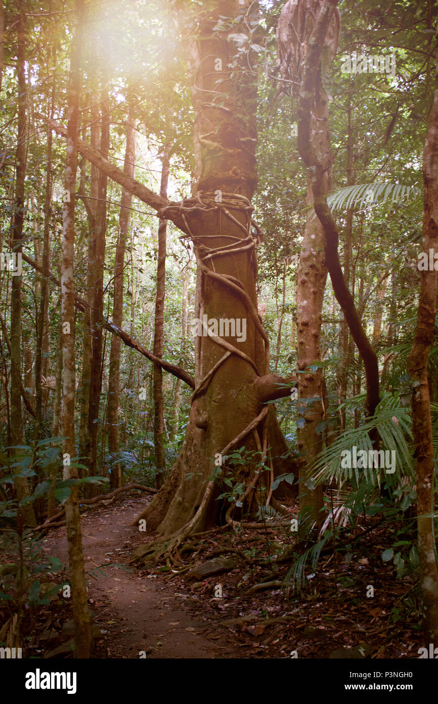 Grand old tree wrapped in liana vines in the Daintree Rainforest beside a dirt track Stock Photo