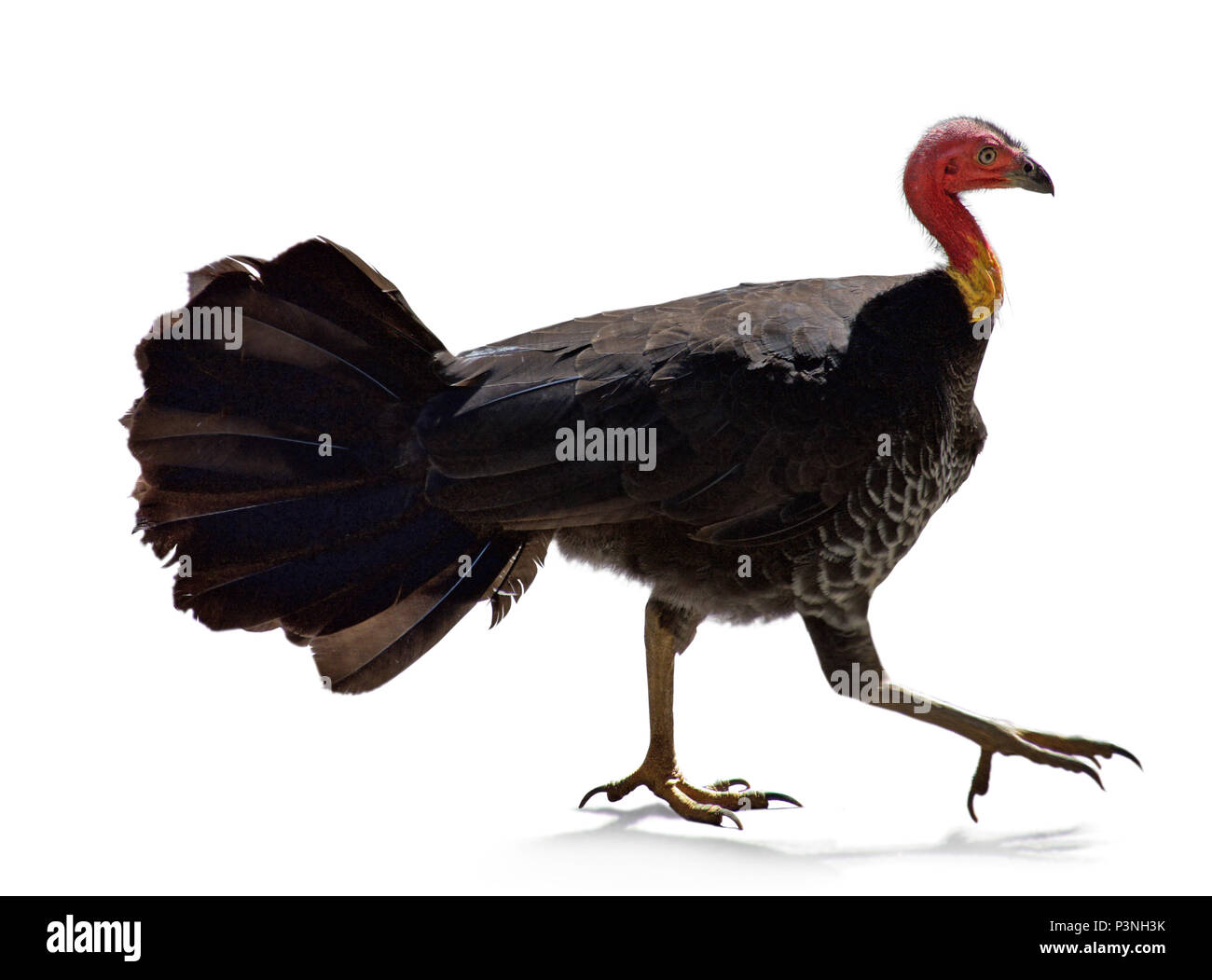 Deep etched Australian Brush Turkey walking with claws out on a flat surface with shadows. Stock Photo