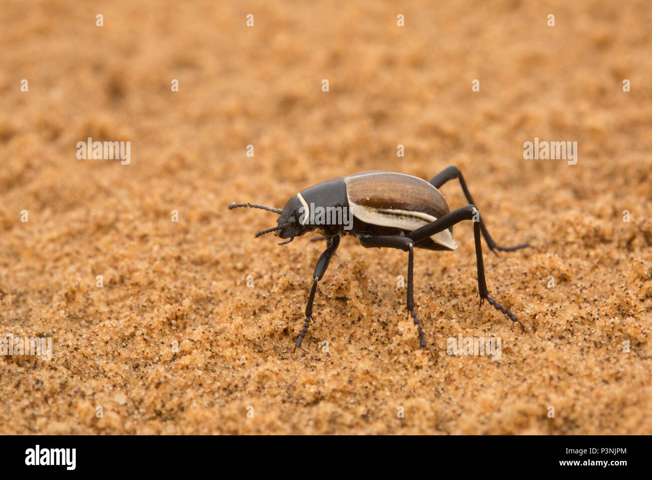 Darkling Beetle (Tenebrionidae) in desert, Namibia Stock Photo Alamy