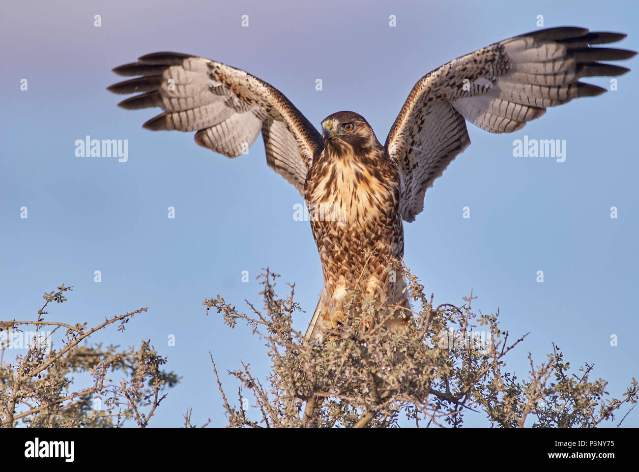 Red-backed Hawk (Buteo polyosoma) landing, Argentina Stock Photo