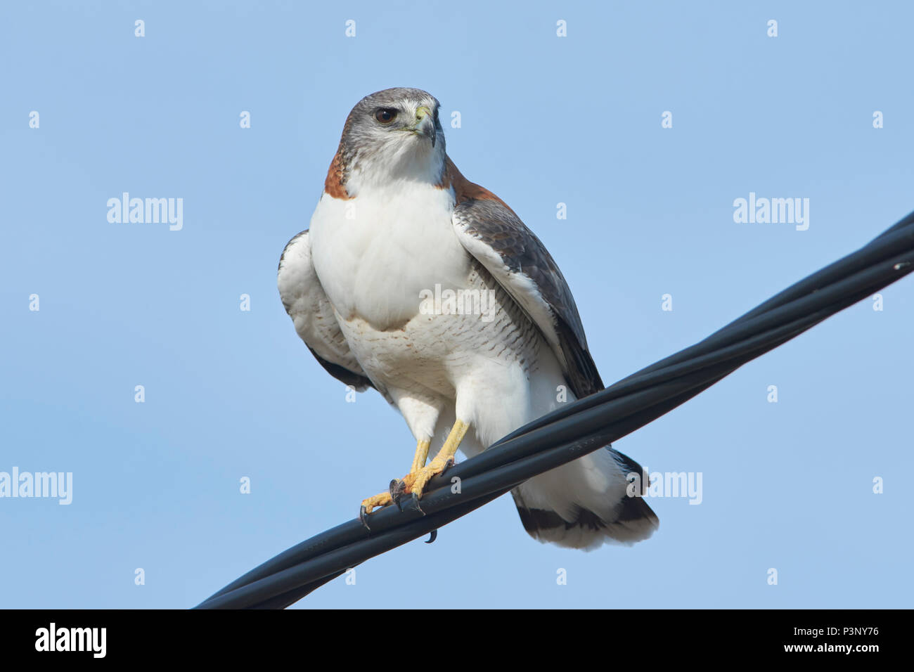 Red-backed Hawk (Buteo polyosoma) perched on powerline, Puerto Madryn, Argentina Stock Photo