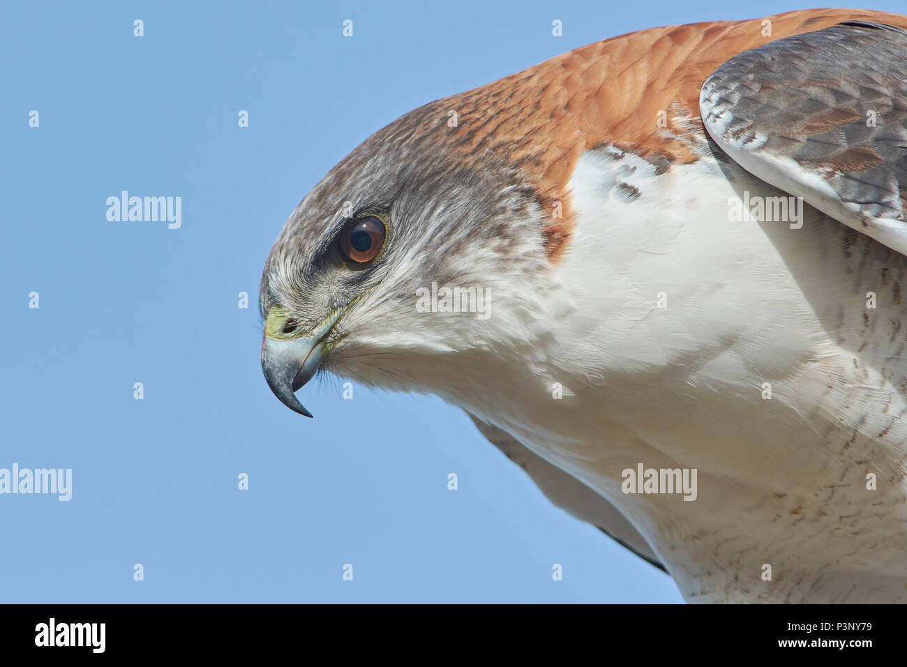 Red-backed Hawk (Buteo polyosoma), Puerto Madryn, Argentina Stock Photo