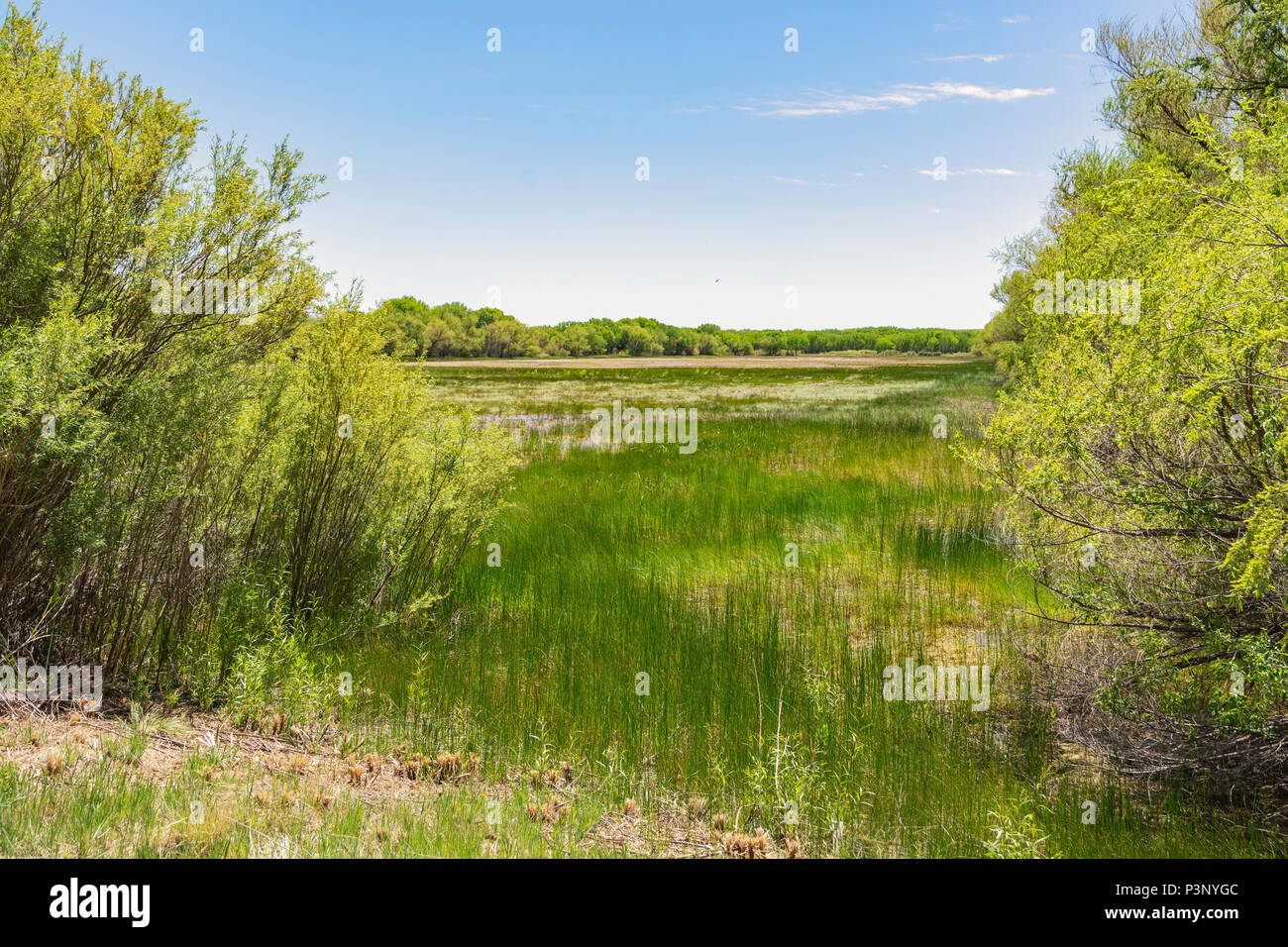 New Mexico, San Antonio, Bosque del Apache National Wildlife Refuge