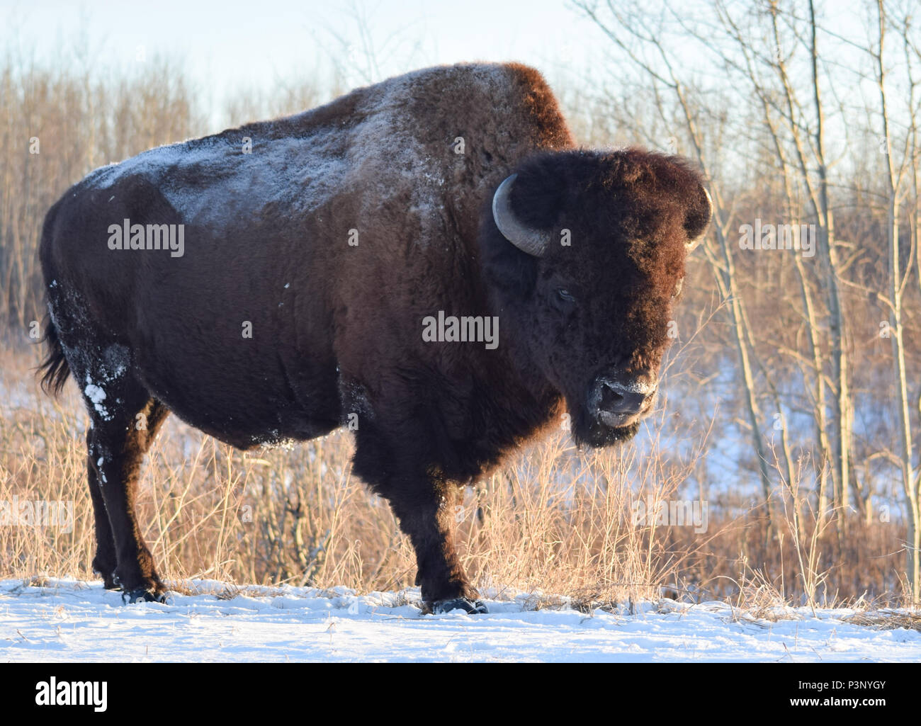 A lone plains buffalo braves the sub-zero temperatures of the Canadian winter in Elk Island National Park near Edmonton, Alberta Stock Photo