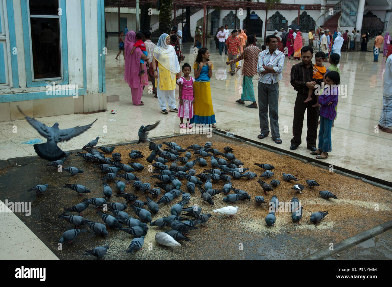 Devotees watching rock pigeons, or 'jalali kobutor' at the Hazrat Shah  Jalal Mazar Mosque which..., Stock Photo, Picture And Rights Managed Image.  Pic. MWO-MW009374 | agefotostock