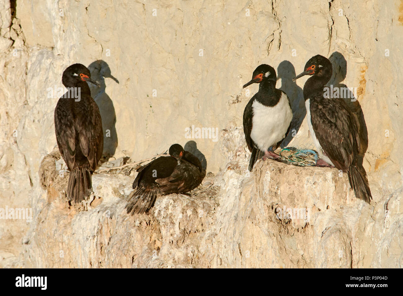 Rock Shag (Phalacrocorax magellanicus) group at nests, Puerto Madryn ...