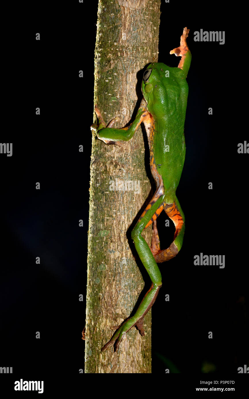Tree Frog (Phyllomedusa tetraploidea) climbing at night, Paranaense