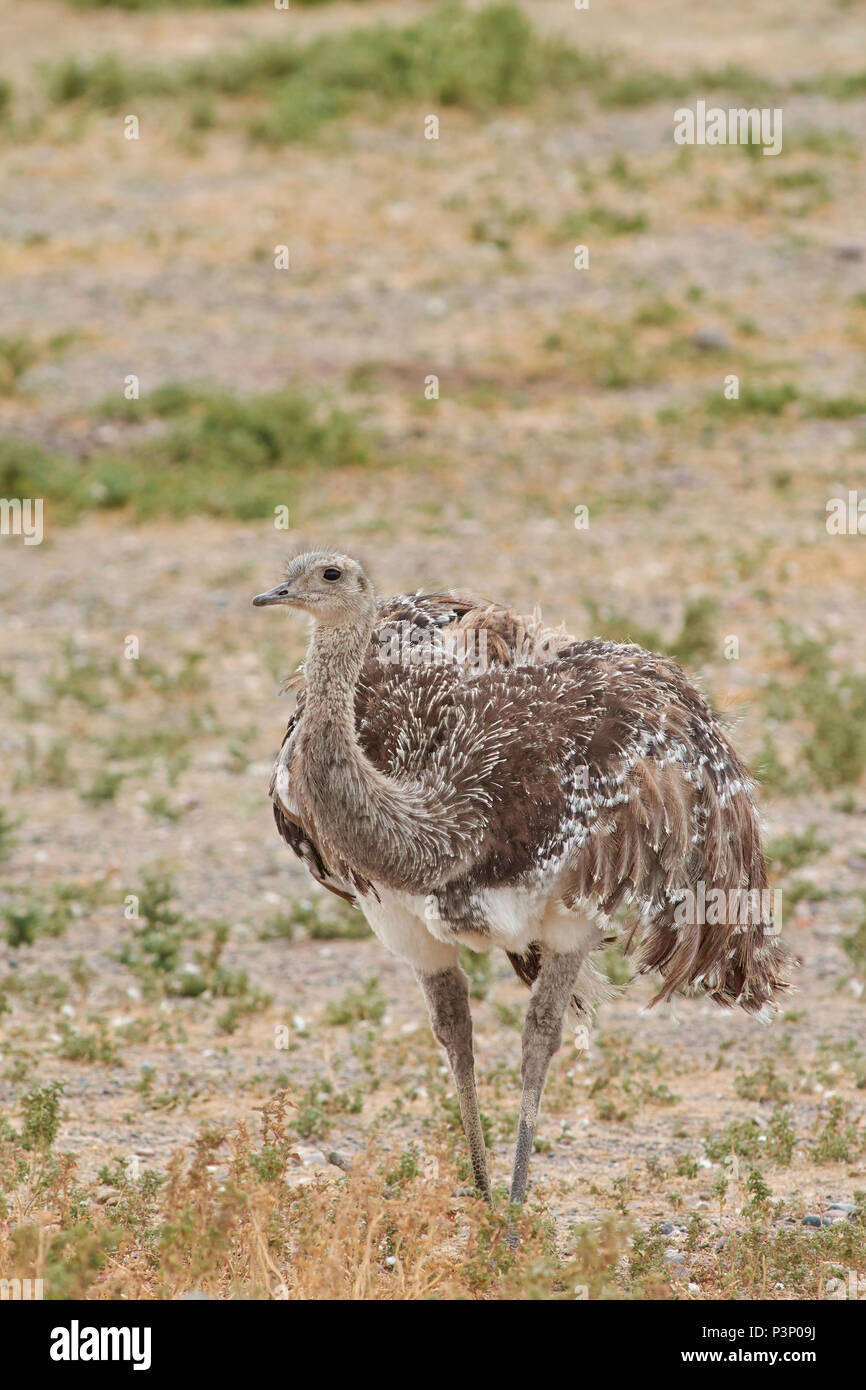 Lesser Rhea Wing Open Lesser Rhea (Rhea pennata), Punta Tombo National Reserve, Argentina ...