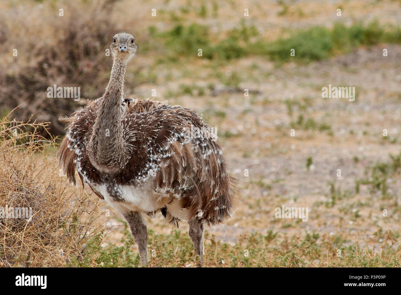 Lesser Rhea (Rhea pennata), Punta Tombo National Reserve, Argentina ...