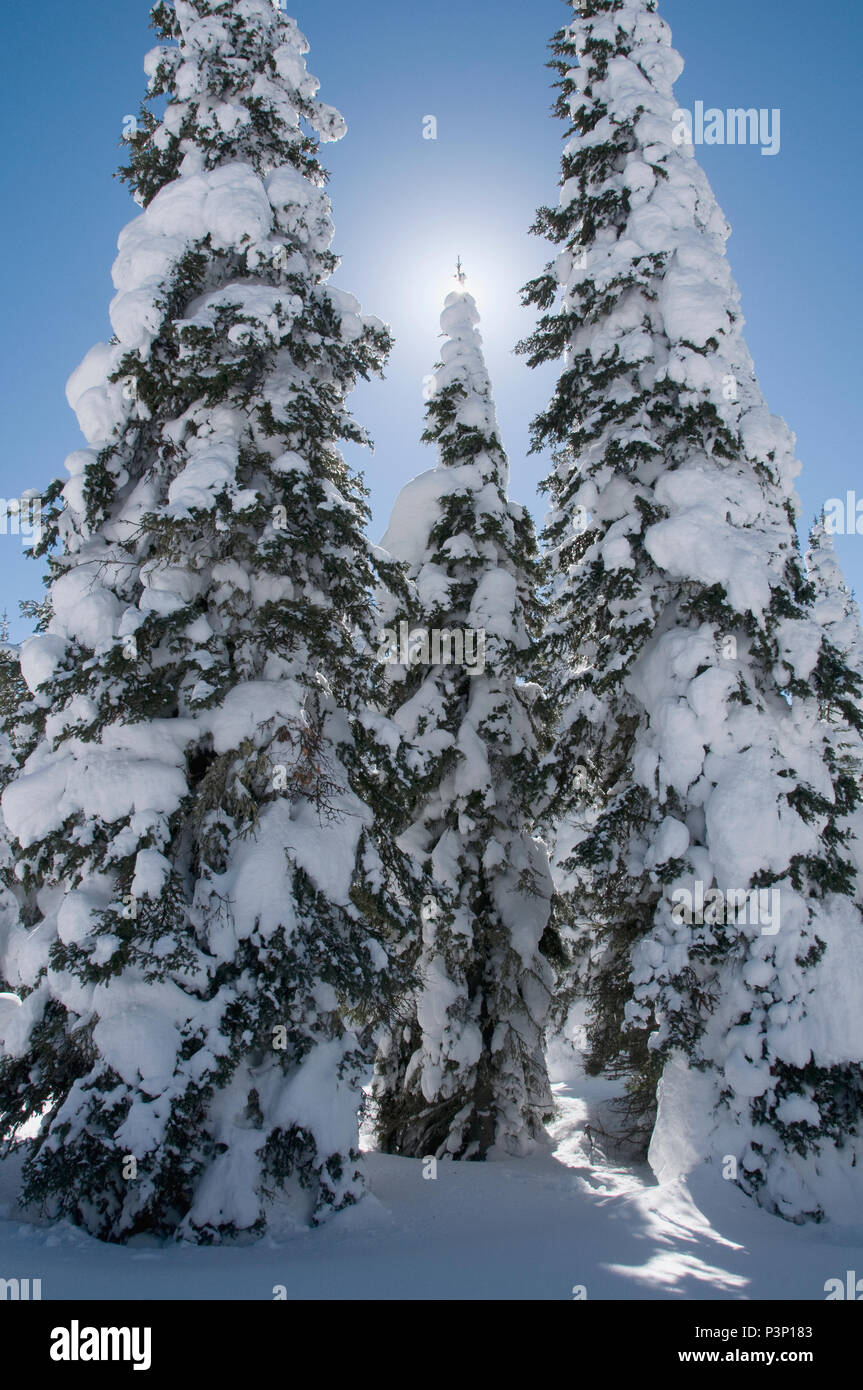 Pine (Pinus sp) trees in winter, Two Top Mountain, Idaho Stock Photo