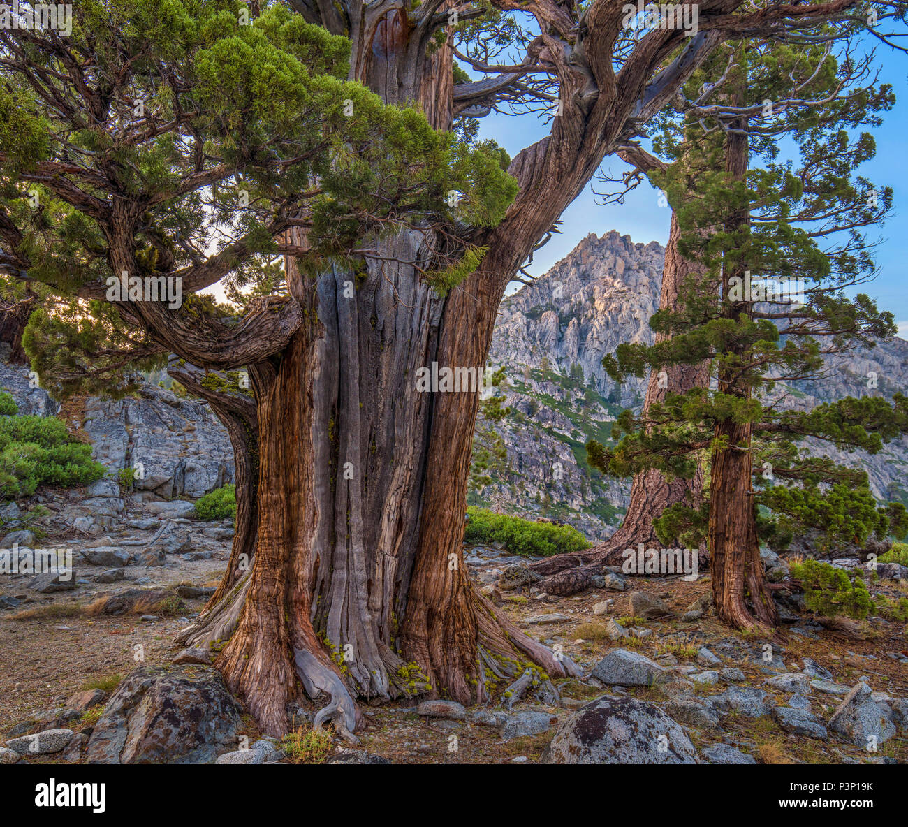 Western Juniper (Juniperus occidentalis) and Jeffrey Pine (Pinus jeffreyi), Phipps Peak, Eldorado National Forest, California Stock Photo