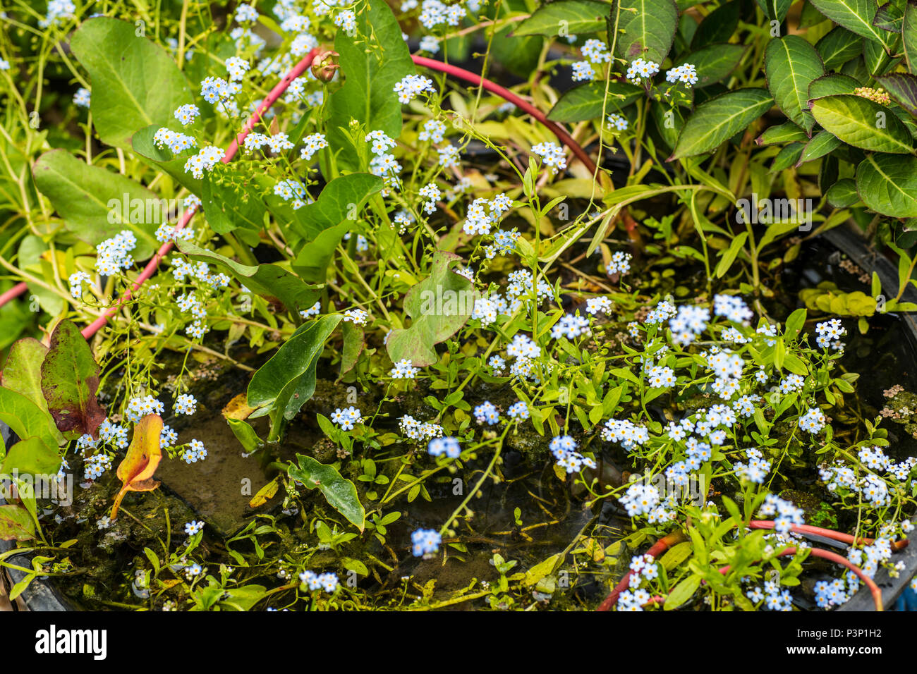 Water (myosotis scorpioides) growing in a garden pond in