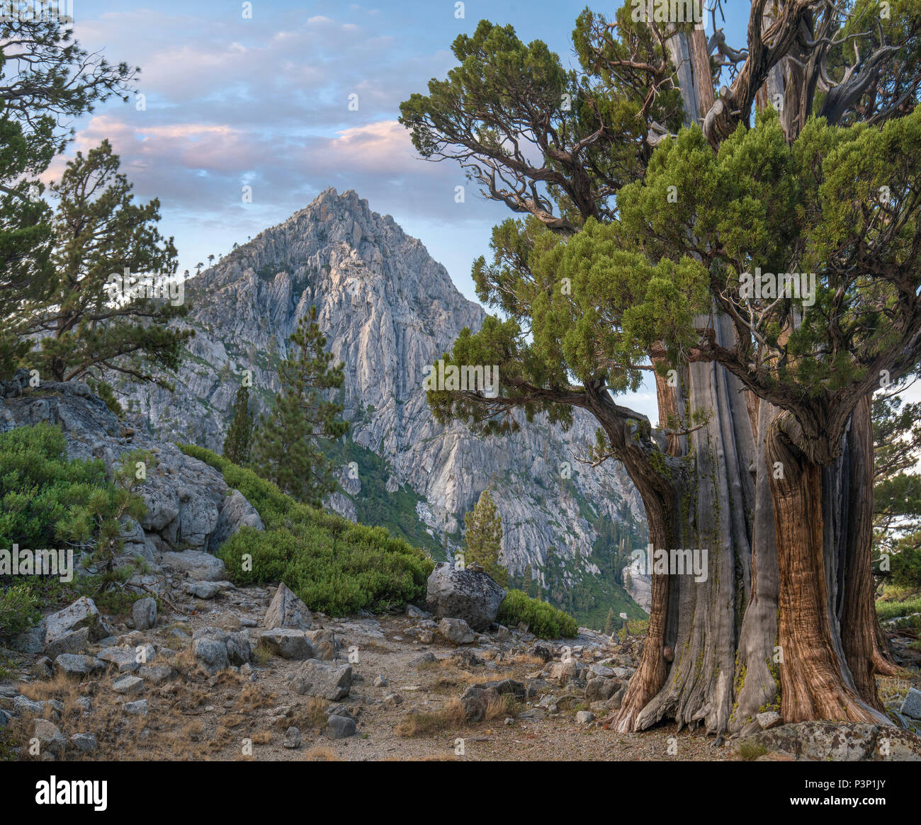 Western Juniper (Juniperus occidentalis) and Jeffrey Pine (Pinus jeffreyi) trees, Phipps Peak, Eldorado National Forest, California Stock Photo