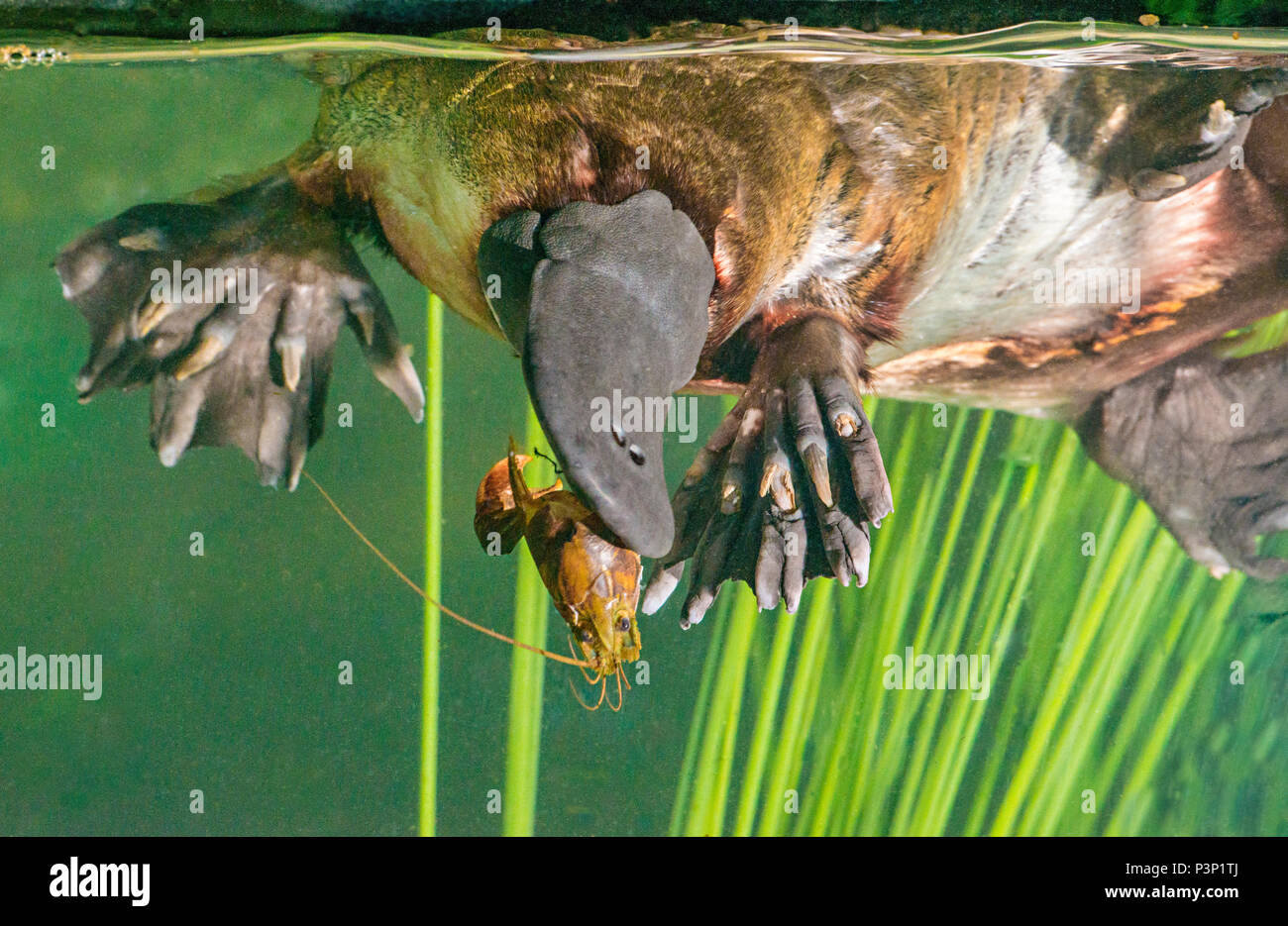 Platypus Eating Crayfish