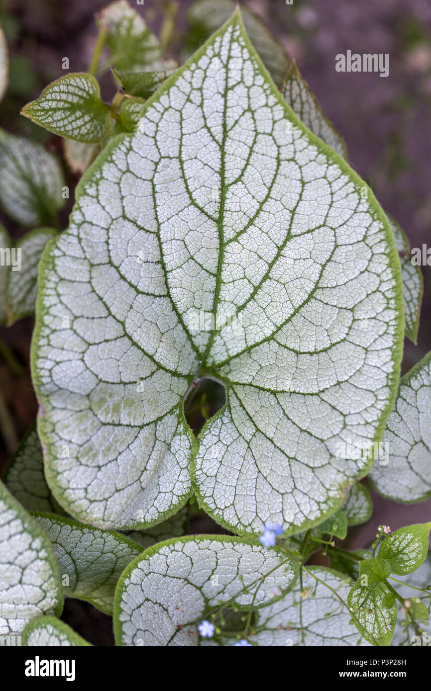 Heartleaf brunnera, Siberian bugloss ( Brunnera macrophylla 'Jack Frost ...