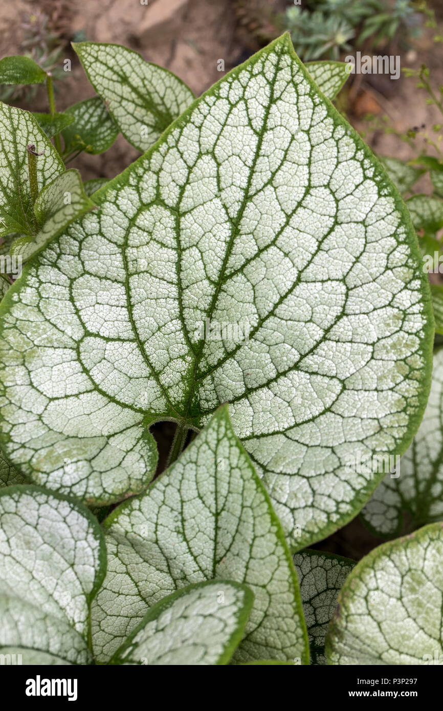 Heartleaf brunnera, Siberian bugloss ( Brunnera macrophylla 'Jack Frost ...