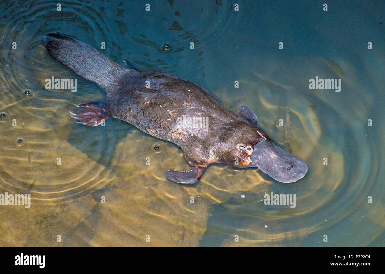 Platypus (Ornithorhynchus anatinus) at surface, Eungella National Park ...