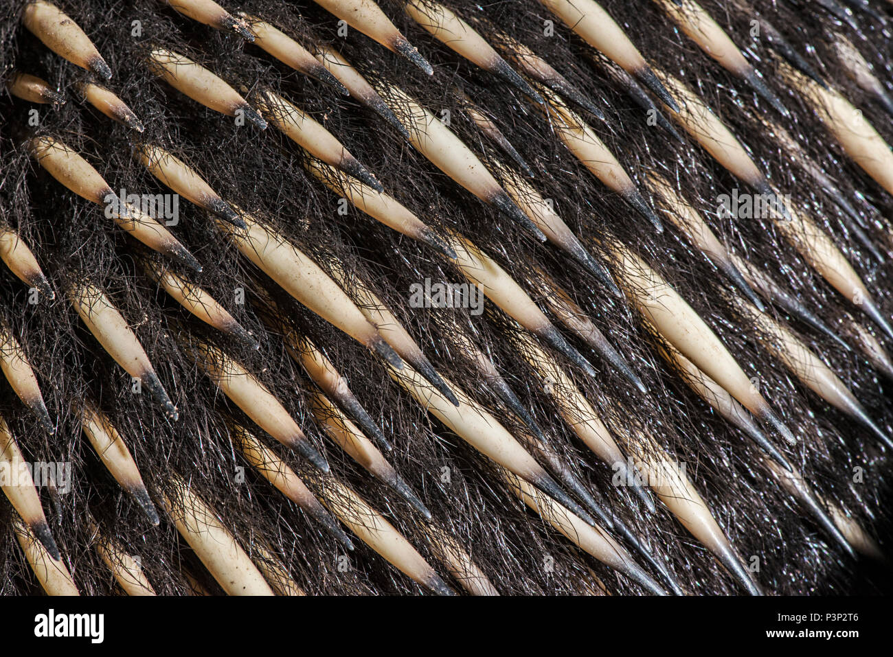 Short-beaked Echidna (Tachyglossus aculeatus) spines, Tasmania ...