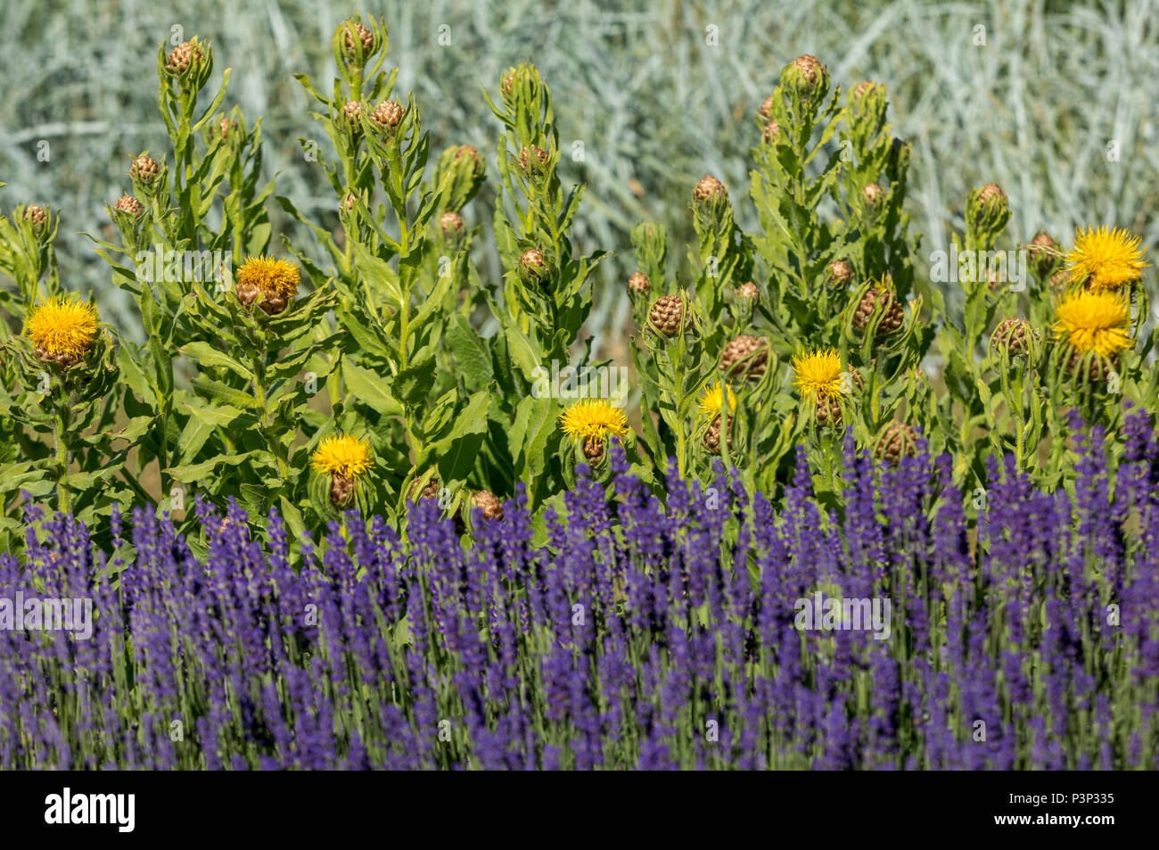 the flourishing lavender and yellow star-thistle flowers Stock Photo