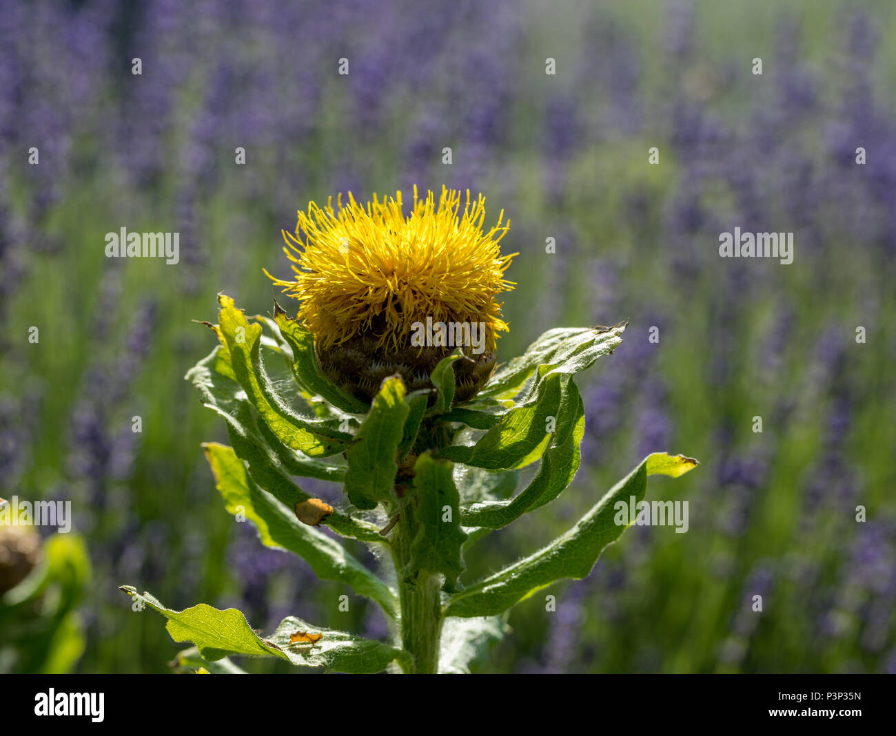 blooming yellow star-thistle flowers on lavender field background Stock Photo