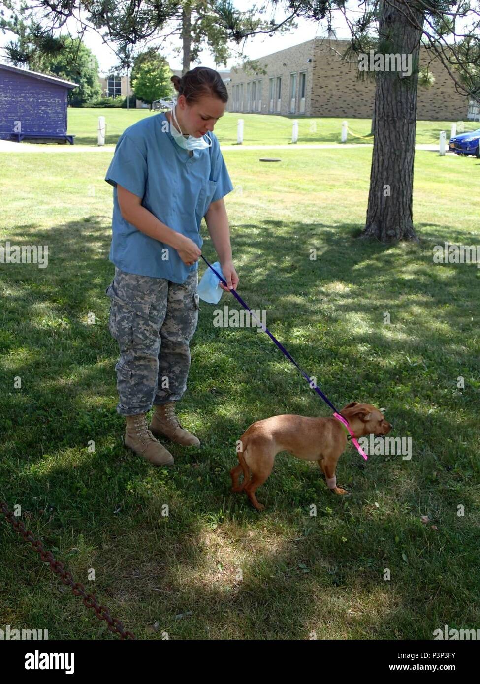 Spc. Megann Carpenter, a mechanic from the 422nd Medical Detachment Veterinary Services out of Rockville, Md., takes a dog for a walk after surgery during Greater Chenango Cares, July 23, 2016.  Greater Chenango Cares is one of the Innovative Readiness Training events which provides real-world training in a joint civil-military environment while delivering world class medical care to the people of Chenango County, N.Y., from July 15-24. Stock Photo