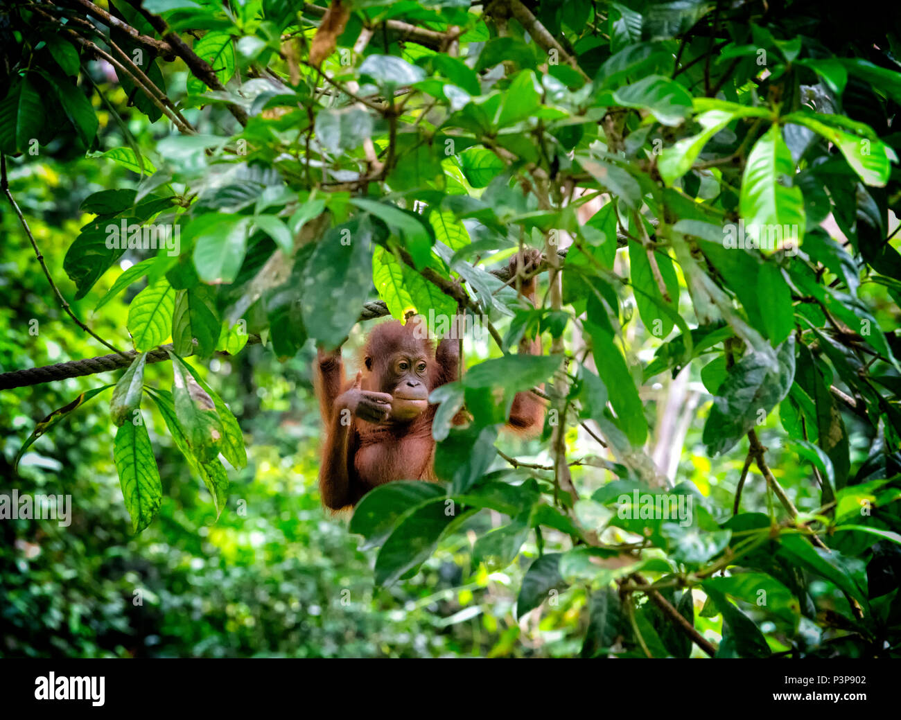 Wild baby Orang-utan hanging from a man-made rope at the Sepilok Orang-utan Rehabilitation Centre in Sepilok, Sandakan, Borneo, Malaysia Stock Photo