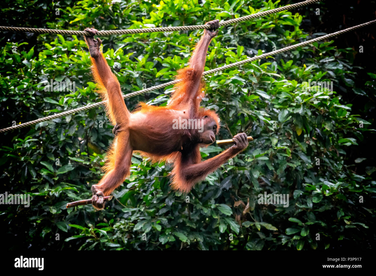 Wild adult female Orang-utan hanging from a man-made rope at the Sepilok Orang-utan Rehabilitation Centre in Sepilok, Sandakan, Borneo, Malaysia Stock Photo